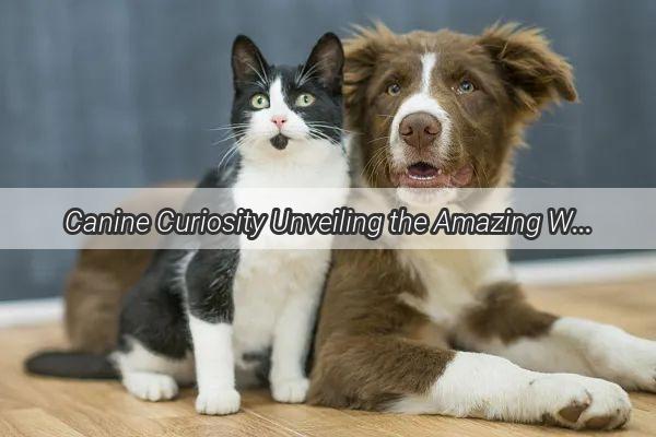 Canine Curiosity Unveiling the Amazing Ways Dogs Distinguish Between Objects